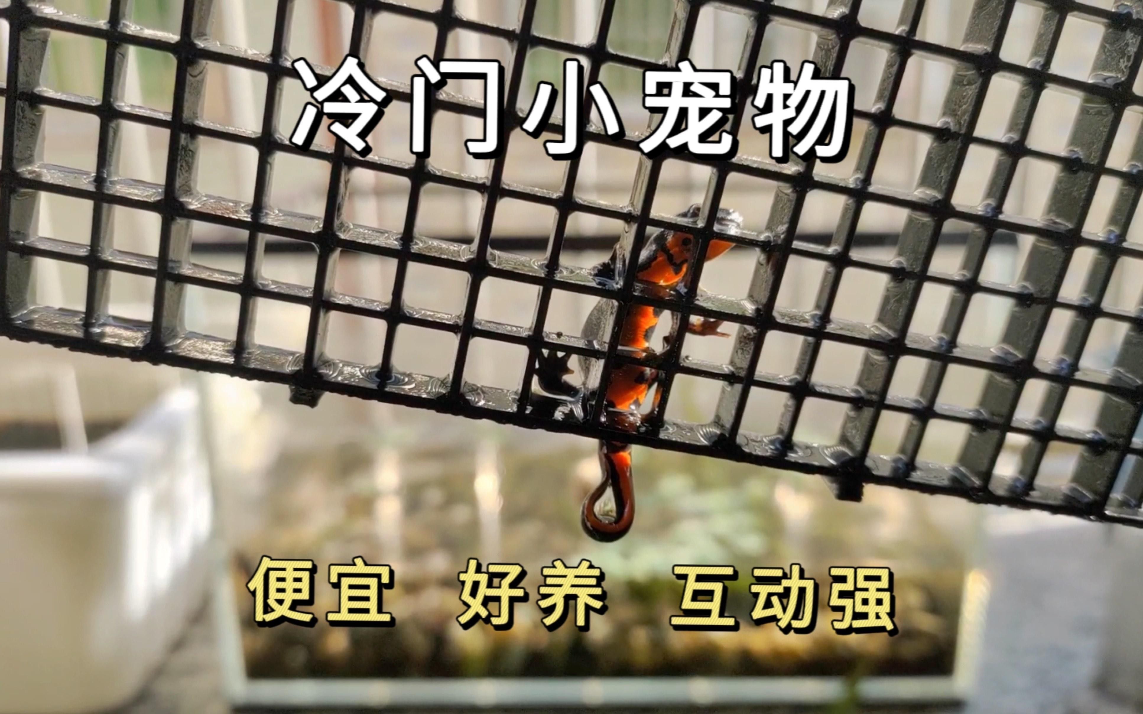 如何判斷小火龍蠑螈是否脫水？