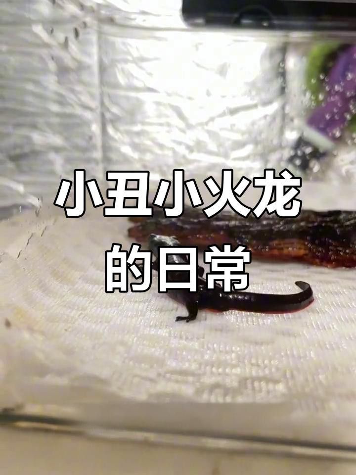 如何判斷小火龍蠑螈是否脫水？