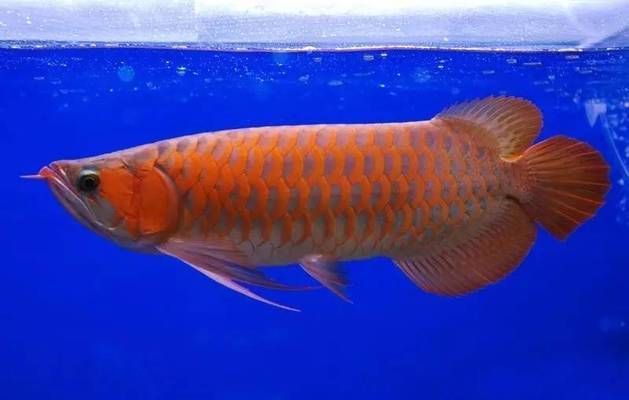 龍魚突然暴斃后還有救嗎（龍魚撞缸后如何緊急處理，預防龍魚暴斃后的急救措施）