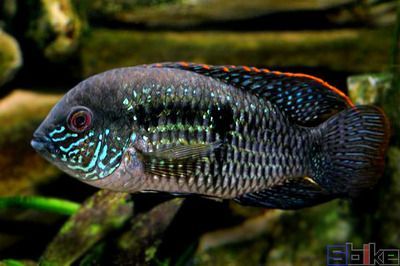 龍魚變色怎么回事圖片視頻講解：如何通過飲食改善龍魚發色