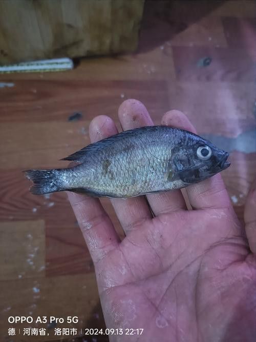 一條龍魚一條虎魚的講究圖片