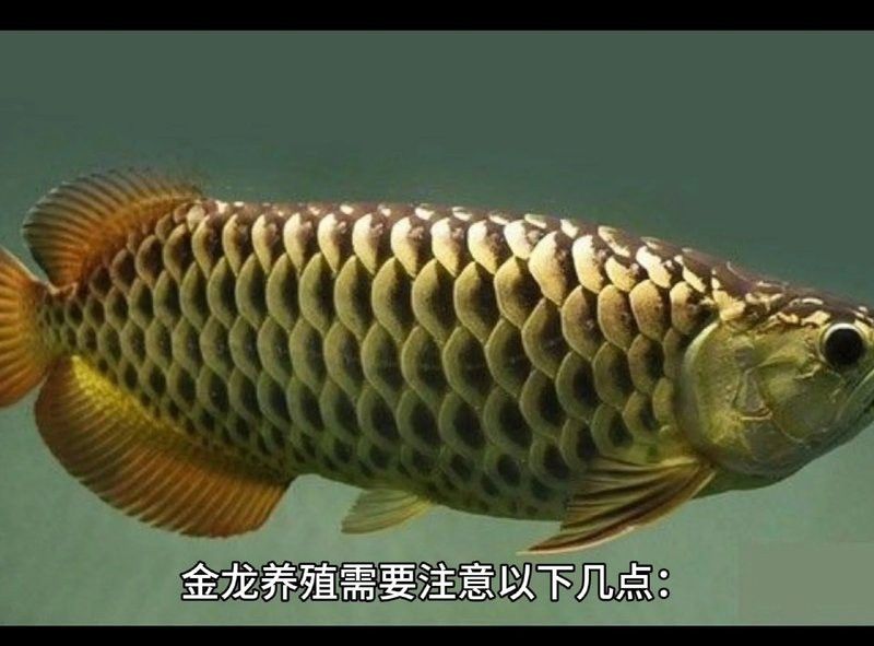 金龍魚尷尬期有哪些注意事項？