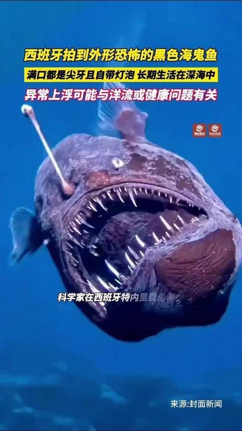 魔鬼魚圖片