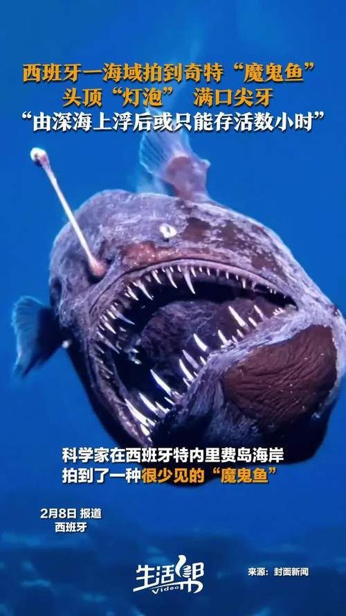 魔鬼魚圖片