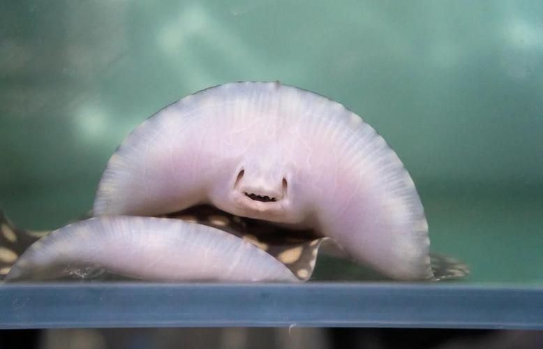 魔鬼魚圖片