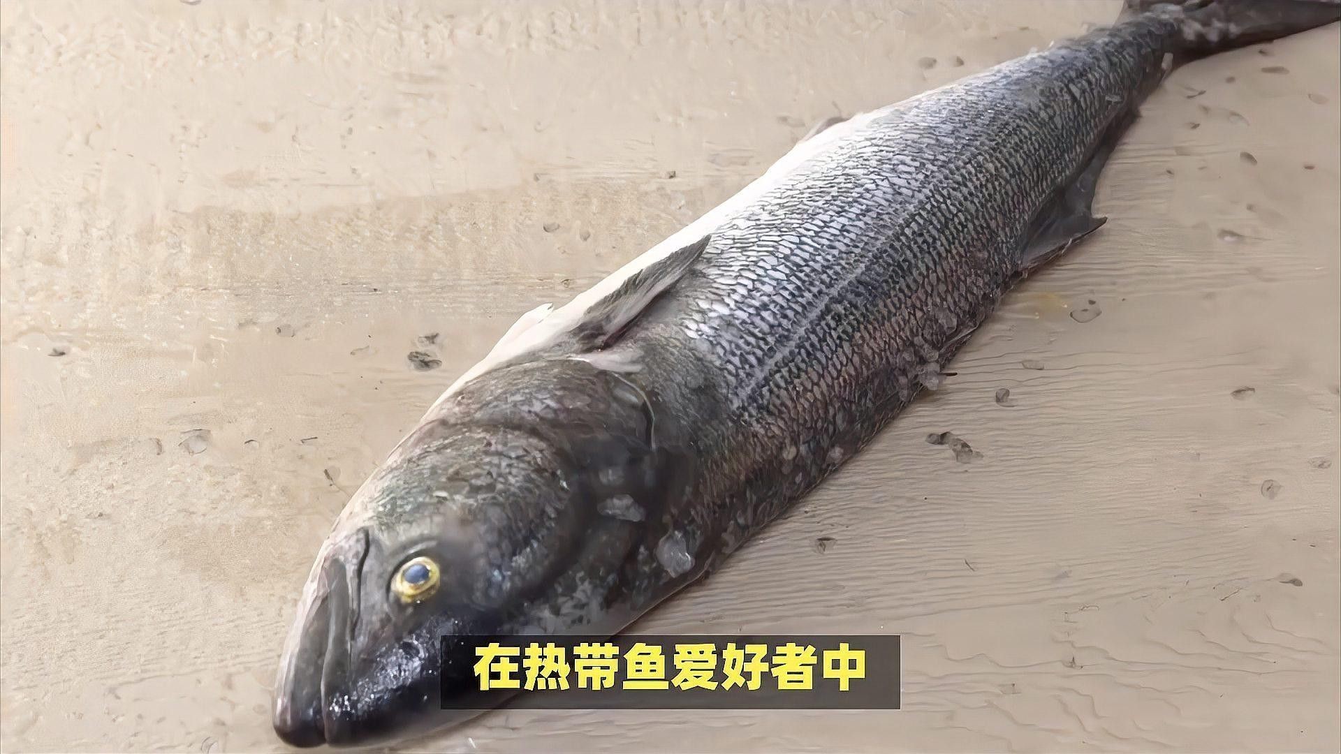 紅龍魚和銀龍魚的區(qū)別是什么