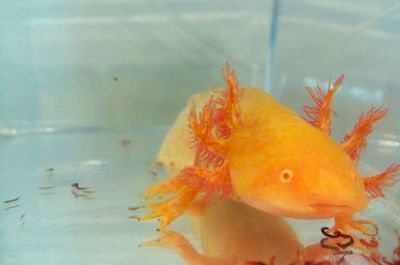 怎么讓龍魚不怕主人（龍魚怕人怎么辦）