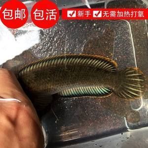 龍魚要打氧嗎：龍魚是否需要24小時打氧？