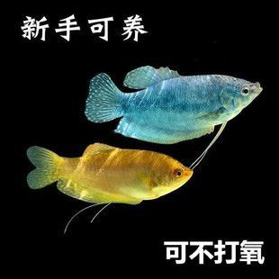 龍魚要打氧嗎：龍魚是否需要24小時打氧？