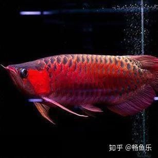 如何合法購買和養(yǎng)殖紅龍魚？