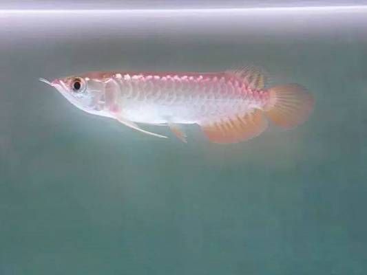 金龍魚有沒有高背養(yǎng)到過背的魚：如何鑒別金龍魚的品種，金龍魚養(yǎng)殖環(huán)境要求，金龍魚遺傳特性解析