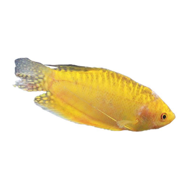 黃金龍魚吃什么：黃金龍魚的飲食偏好和注意事項