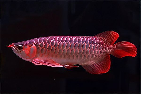 龍魚爛尾巴能自愈嗎
