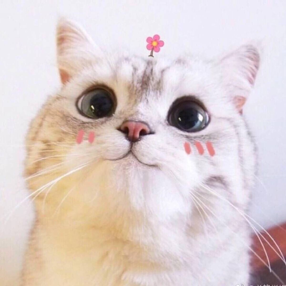 龍魚爛尾巴能自愈嗎