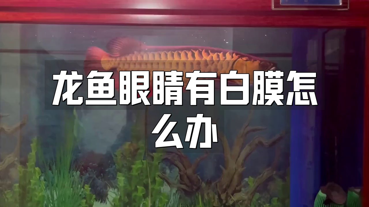 龍魚白膜病晚期還能治愈嗎？