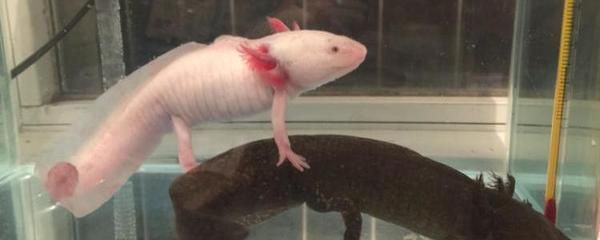 龍魚吃蚯蚓容易消化嘛：龍魚可以吃蚯蚓嗎？