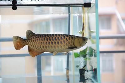 金龍魚的最佳發(fā)色溫度和濕度是多少：金龍魚最佳發(fā)色溫度和濕度是多少金龍魚最佳發(fā)色溫度是多少