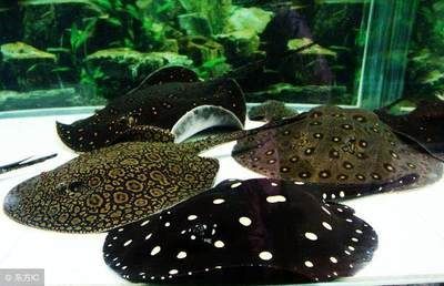 養龍魚賺錢APP：養龍魚賺錢app
