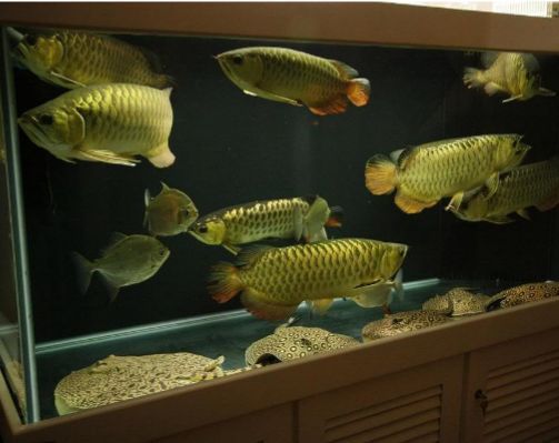 龍魚為什么不吃蝦仁了（龍魚不吃蝦仁可能由多種因素引起）