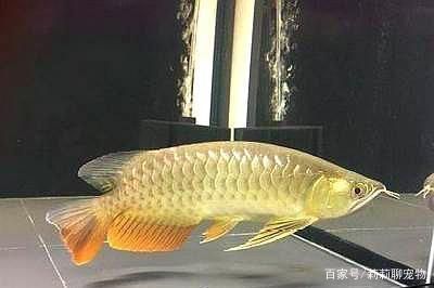 龍魚肚子里的卵：如何提高龍魚卵的孵化率