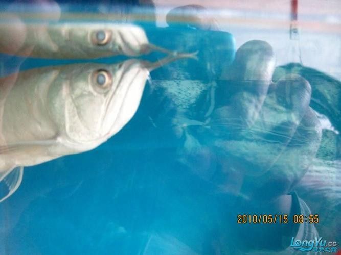 銀龍魚眼睛長白膜是什么原因造成的圖片