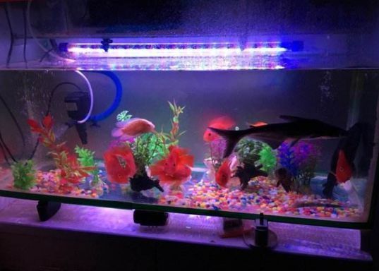 魚缸養魚的笑話大全（魚缸養魚的誤區解析） 魚缸養魚的笑話大全（魚缸養魚的誤區解析） 龍魚百科 第3張