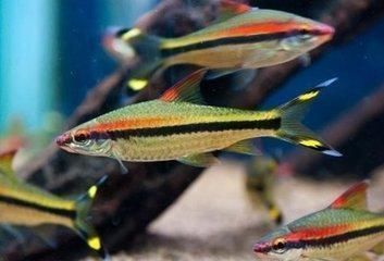 魚缸養魚的笑話大全（魚缸養魚的誤區解析） 魚缸養魚的笑話大全（魚缸養魚的誤區解析） 龍魚百科 第5張