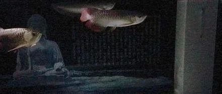 龍魚燈開多久合適呢：關于龍魚燈開多久合適，有不同的建議和研究建議和研究