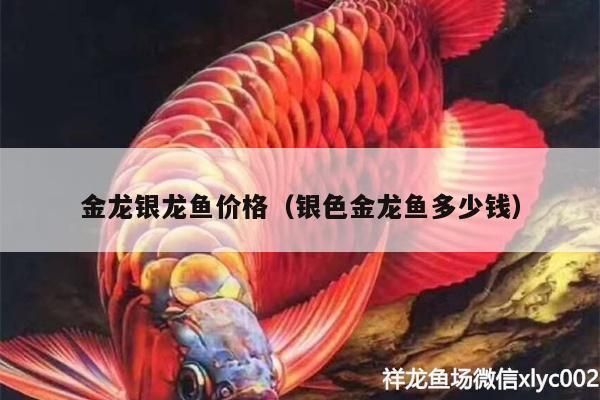 金銀龍魚價格，金銀龍魚價格受到多種因素影響金龍魚價格受到多種因素影響
