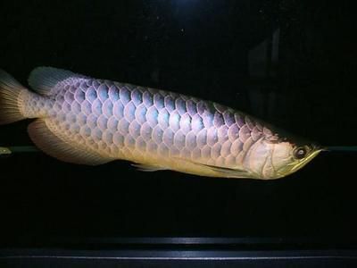 龍魚知識與喂養方法大全：龍魚的喂養方法和注意事項，