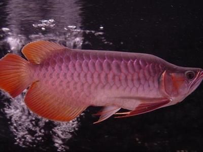 龍魚知識與喂養方法大全：龍魚的喂養方法和注意事項，