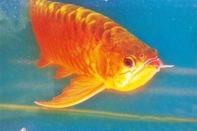 龍魚知識與喂養方法大全：龍魚的喂養方法和注意事項，
