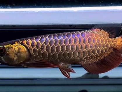 金龍魚稀有品種有哪些獨特特征？