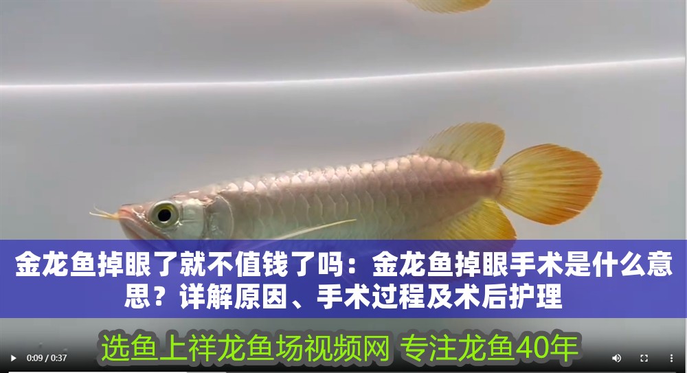 金龍魚掉眼了就不值錢了嗎：金龍魚掉眼手術是什么意思？詳解原因、手術過程及術后護理