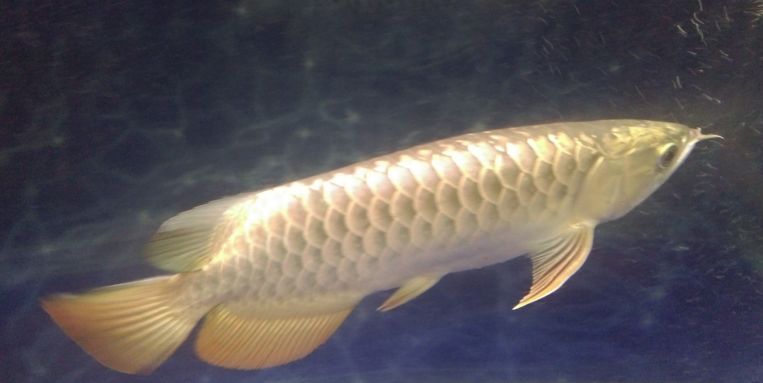 金龍魚成年要多久喂一次：成年金龍魚的喂食頻率