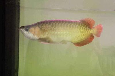 龍魚28度養(yǎng)還是30度養(yǎng)：龍魚最佳的飼養(yǎng)溫度范圍是多少