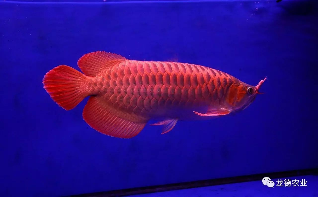 龍魚壁紙【龍魚壁紙圖片大全】