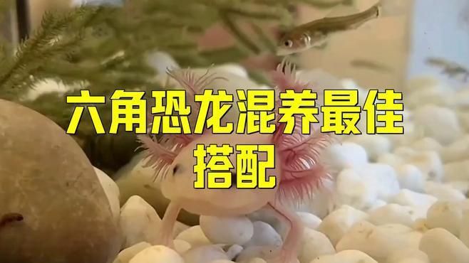 六角恐龍混養最佳搭配
