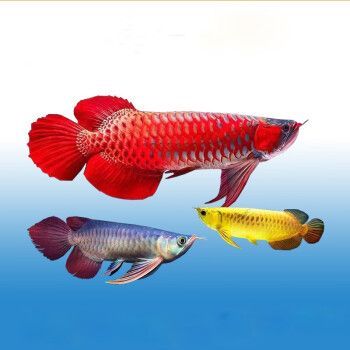 古典龍魚和金龍魚哪個好一點（古典龍魚和金龍魚各有其獨特的魅力和優點）