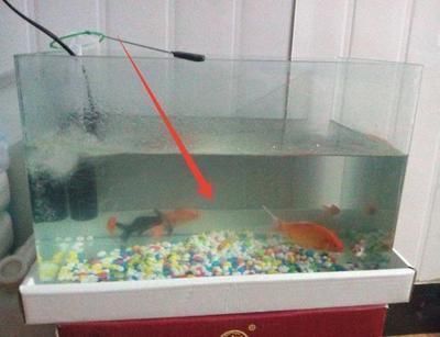 龍魚(yú)為什么要養(yǎng)三條呢：為什么養(yǎng)三條魚(yú)一起養(yǎng)不會(huì)死