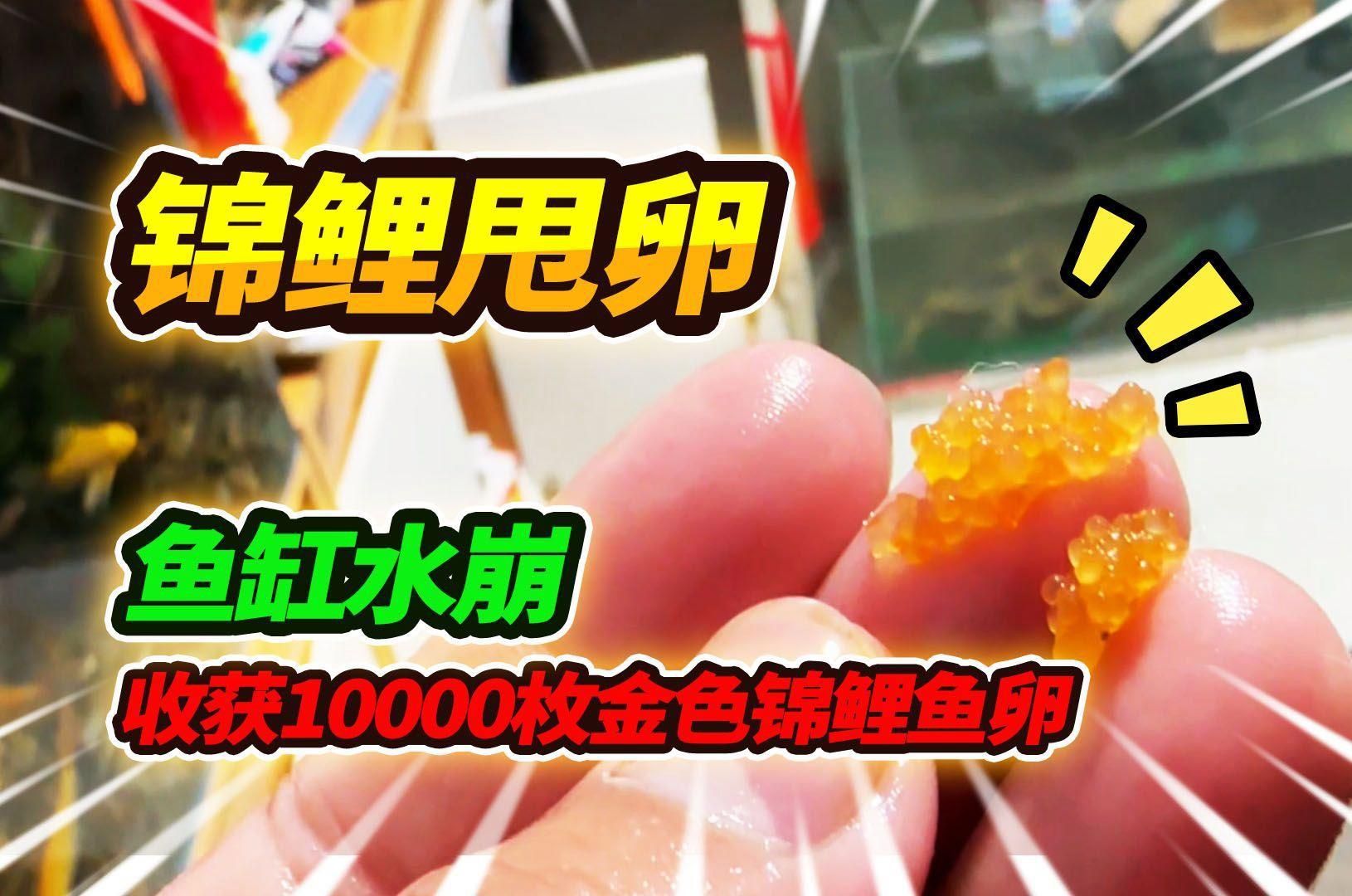 錦鯉生小魚過程視頻