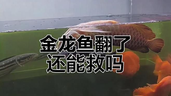 金龍魚翻肚子怎么救活