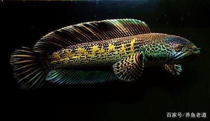 龍魚都有哪些：龍魚品種介紹