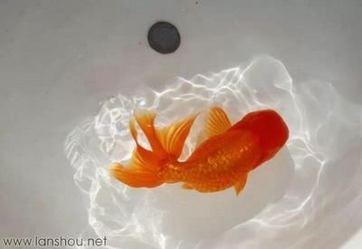 金魚可以和金龍魚一起養嗎：金魚可以和金龍魚一起養嗎？