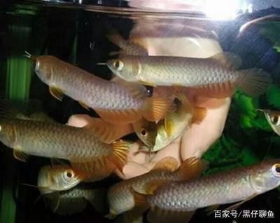 20公分龍魚多久長到30公分呢視頻（龍魚從20公分到30公分需要多久？）