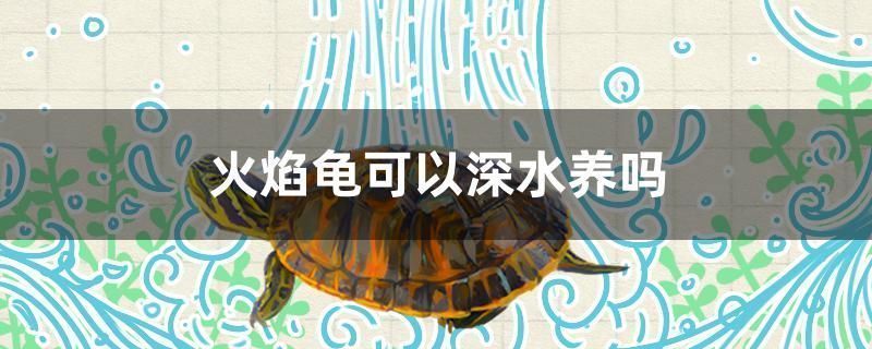 金龍魚禮品券回收價格表（金龍魚禮品券回收價格表金龍魚50元面額禮品券回收價格表） 金龍魚禮品券回收價格表（金龍魚禮品券回收價格表金龍魚50元面額禮品券回收價格表） 龍魚百科 第2張