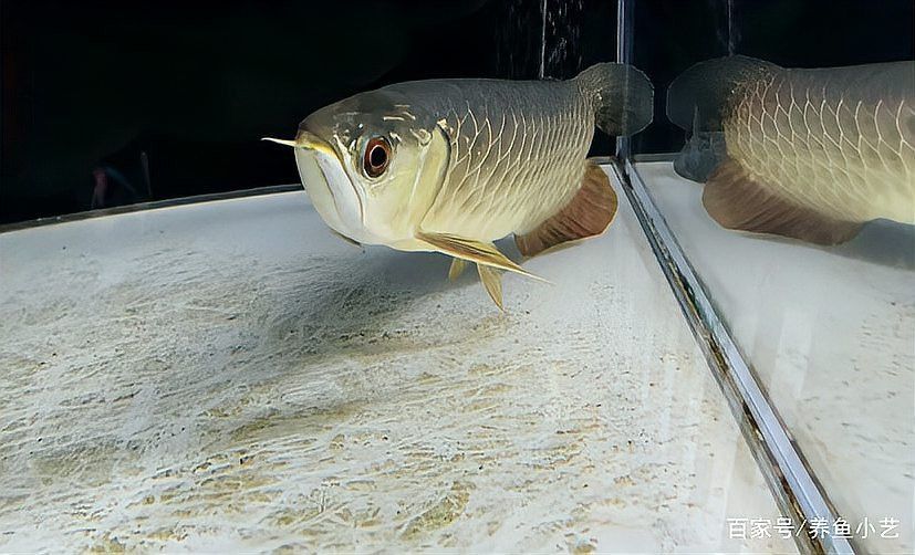 紅龍魚偶爾去缸底趴著不開口怎么回事