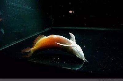 龍魚身體彎曲怎么治療圖解：龍魚身體彎曲怎么治療