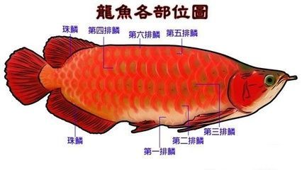龍魚身體彎曲怎么治療圖解：龍魚身體彎曲怎么治療