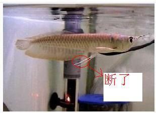 龍魚爛魚鰭能再長嗎：如何判斷龍魚的鰭損傷程度，龍魚鰭再生的最佳環境條件